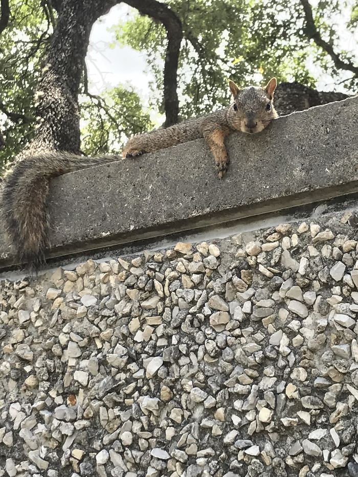 I Fed This Squirrel Some Pumpkin Seeds, After He Filled His Belly He Laid There Like This And Stared At Me For An Hour