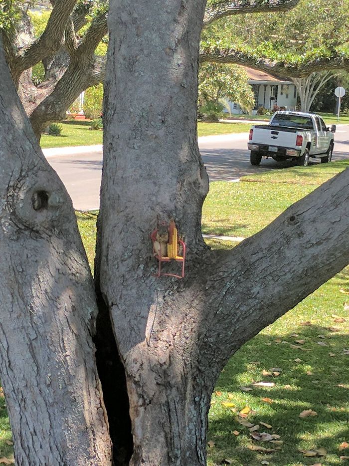 My Mom Just Sent Me This Picture Of A Squirrel Sitting In A Tiny Chair In A Tree Eating A Cob Of Corn