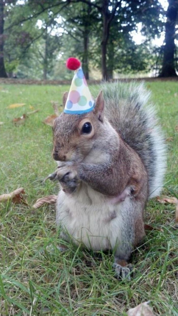 So, There's A Girl At My School Who Goes Around And Puts Little Hats On Squirrels