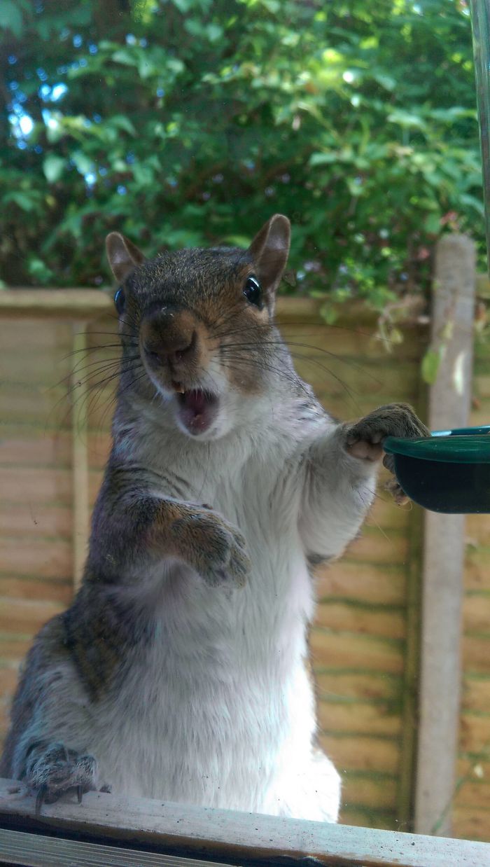 Mum Caught A Squirrel Eating Bird Food