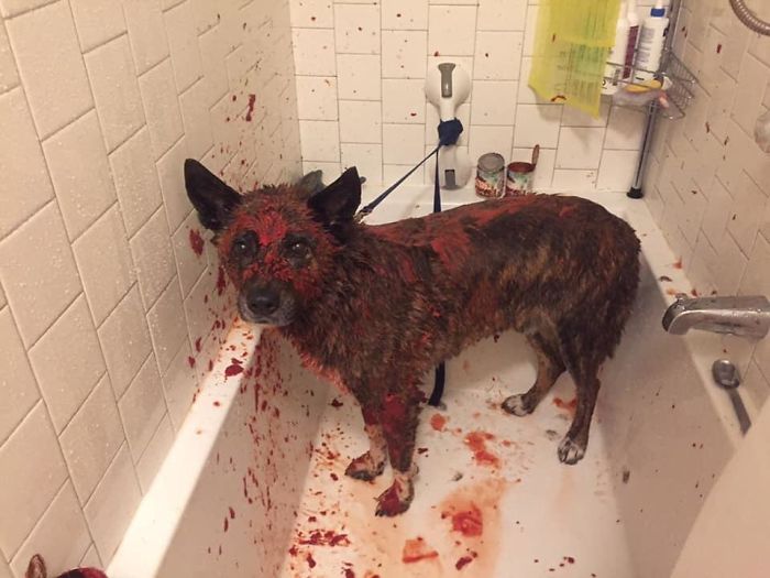 Friend's Dog Got Skunked And She Tried To Use Tomato Sauce To Get It Out. He Looks Like He Just Committed Murder And Got Caught