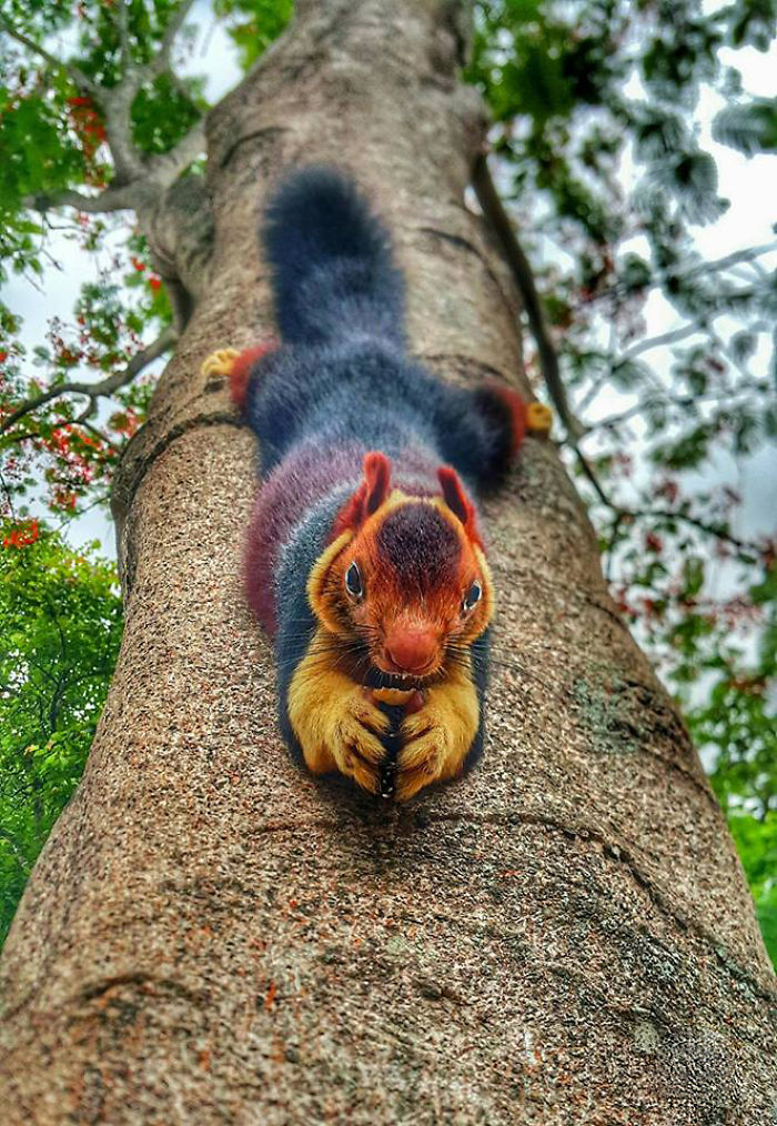Found Him In Achankovil Forest Kerala, India