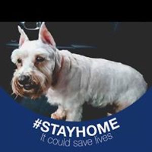 rockmartauction avatar