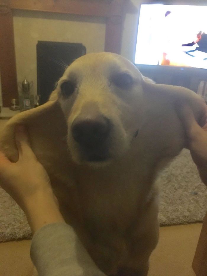 This Is How Loose My Dog's Neck Is