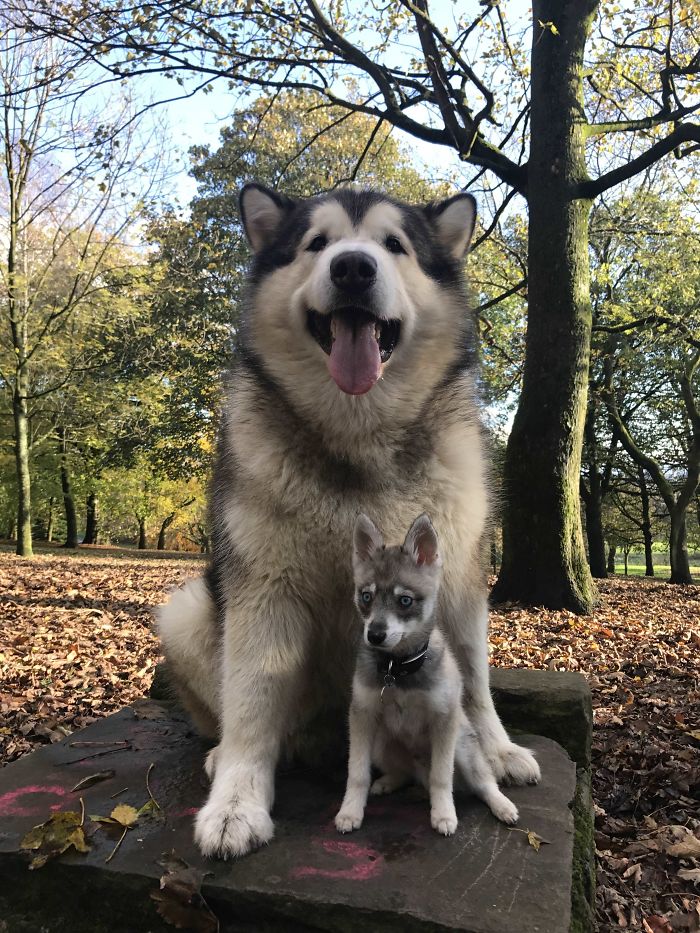 Alaskan Malamute Phil vs. Alaskan Klee Kai. Check Out The Size Difference Of The Two Breeds