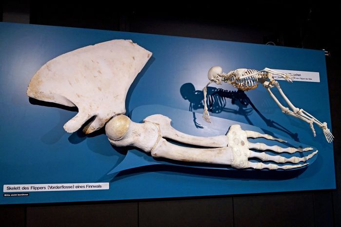 Aleta de ballena junto a esqueleto humano