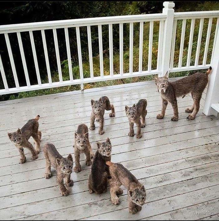 Mama Lynx With 7 Cubs. Hmm... 8x4=32 Murder Mittens!