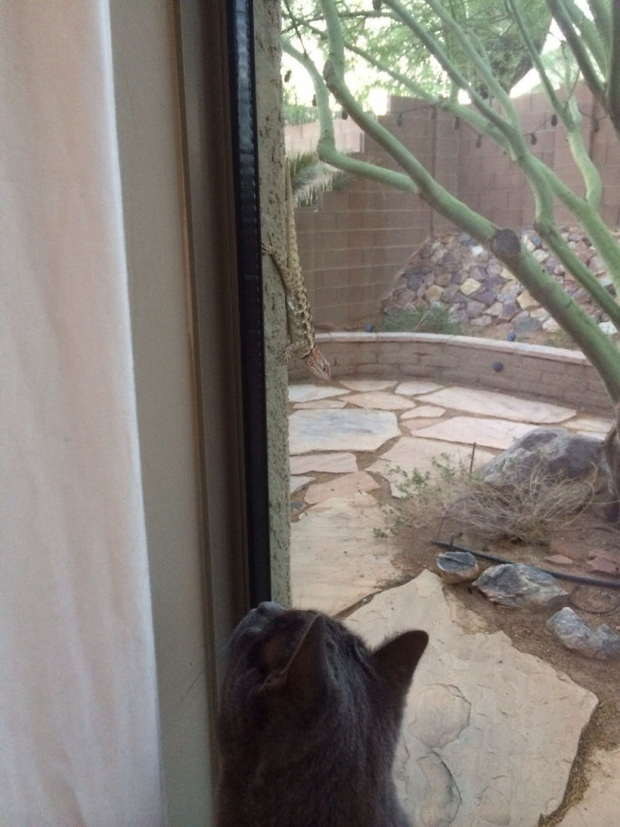 This Lizard Comes Up To The Window And Drives My Cats Crazy Everyday At Dawn And Dusk