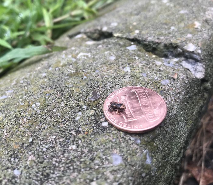 I Found A Very Small Frog. A Penny For Scale