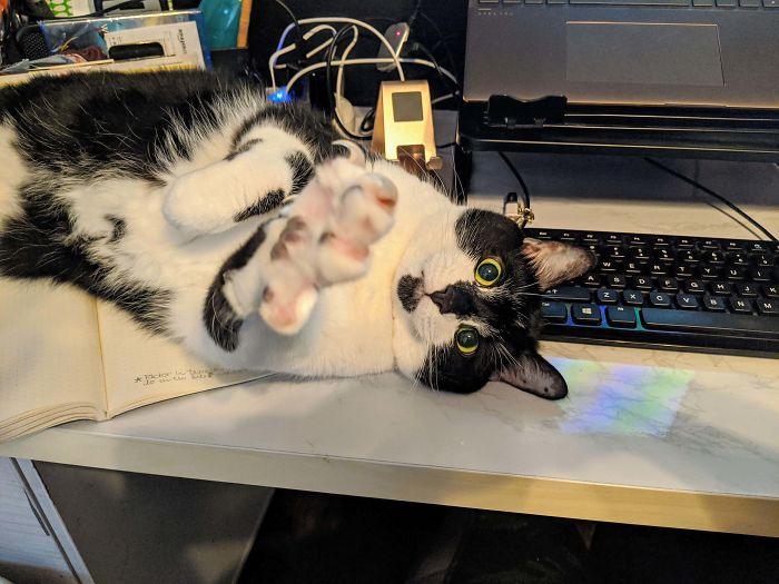 "Stop Working And Pet Me Or There Will Be Consequences" Mittens