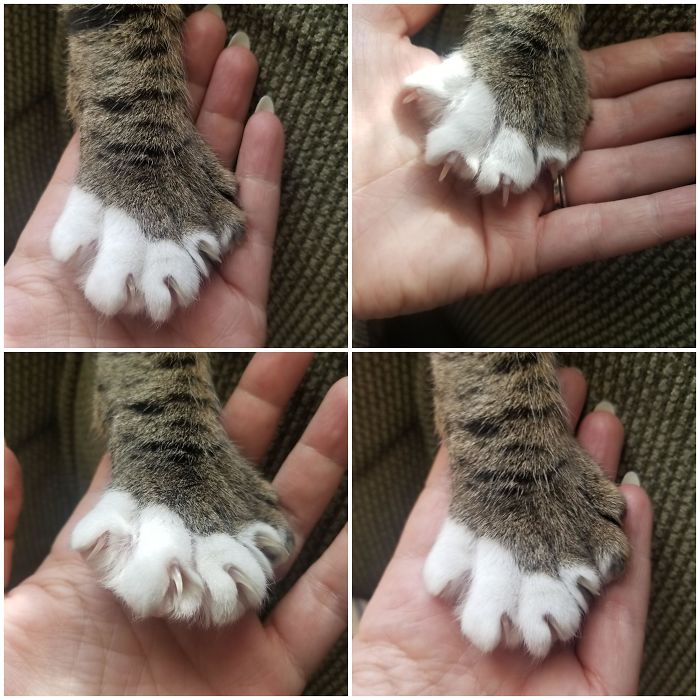 Various Stages Of Spready Toe Murder Mittens Featuring Bonus Toes