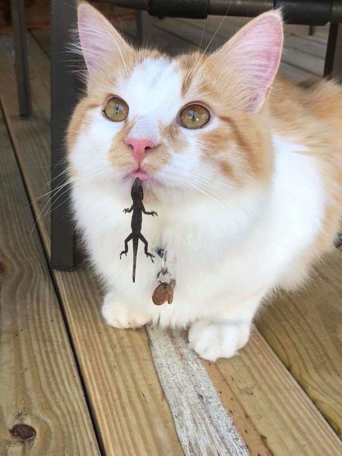 My Friend's Cat Playing With The Lizard