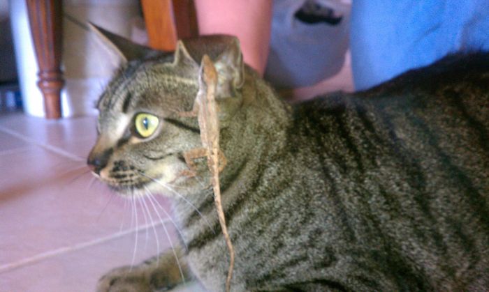 My Cat Likes To Play With Lizards, This One Decided To Fight Back