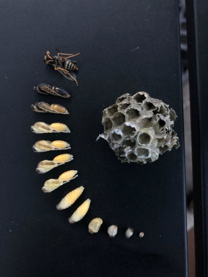 The Life Cycle Of A Wasp