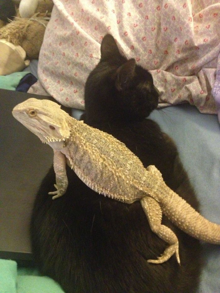 Beardie Found A Comfy Spot On My Cat