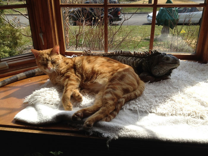 Mi gato y mi iguana tomando el sol