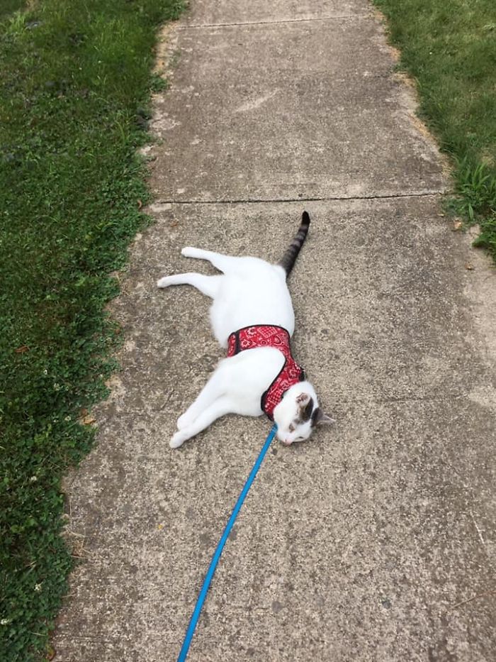 Melvin Demanded A Walk. Then This Happened. I Had To Carry Him Home. (He's Fine, He's Just A Drama Queen)