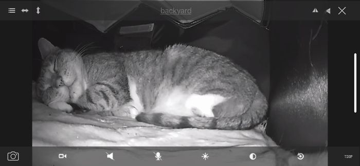 Dad: We Are Not Feeding That Feral Cat. Also Dad: I Set Up A Heated Cat House In The Backyard And Put A Camera So We Can Make Sure She’s Home Safe Every Night
