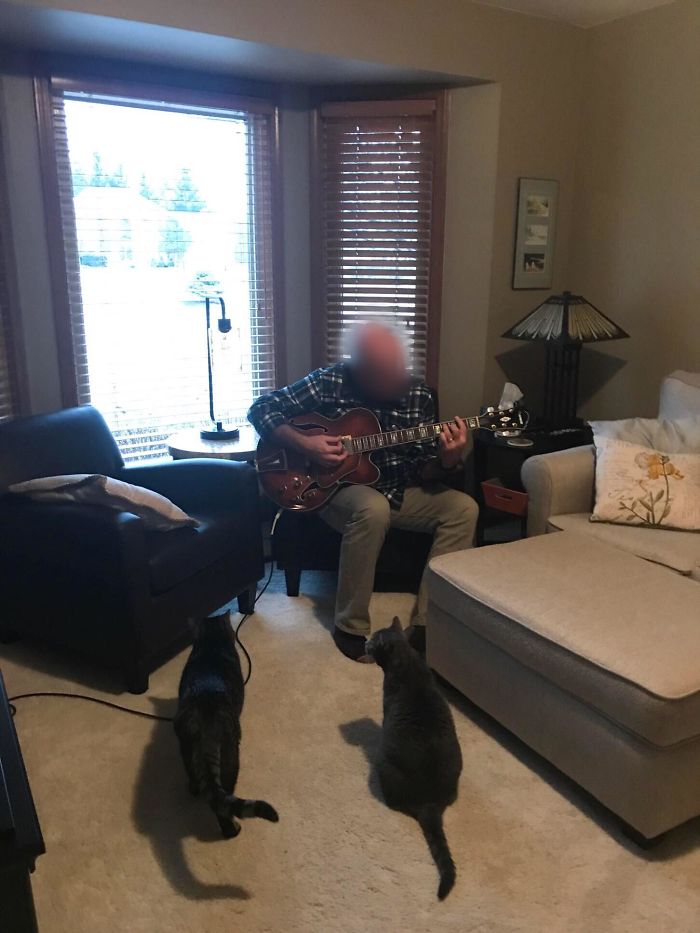 Apparently My Dad Now Plays Guitar Every Night For The Cats He Never Wanted To Adopt