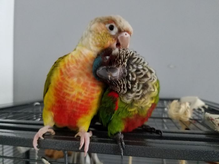 We Adopted A Friend For Our Parrot Today And They Already Love Each Other