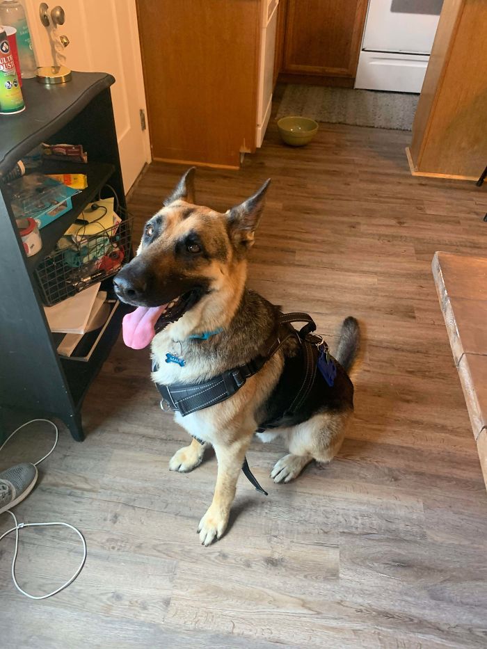 Reddit, Meet Maui. I Adopted Him Today, He’s A 3 Year Old German Sheppard And My Very First Dog:)