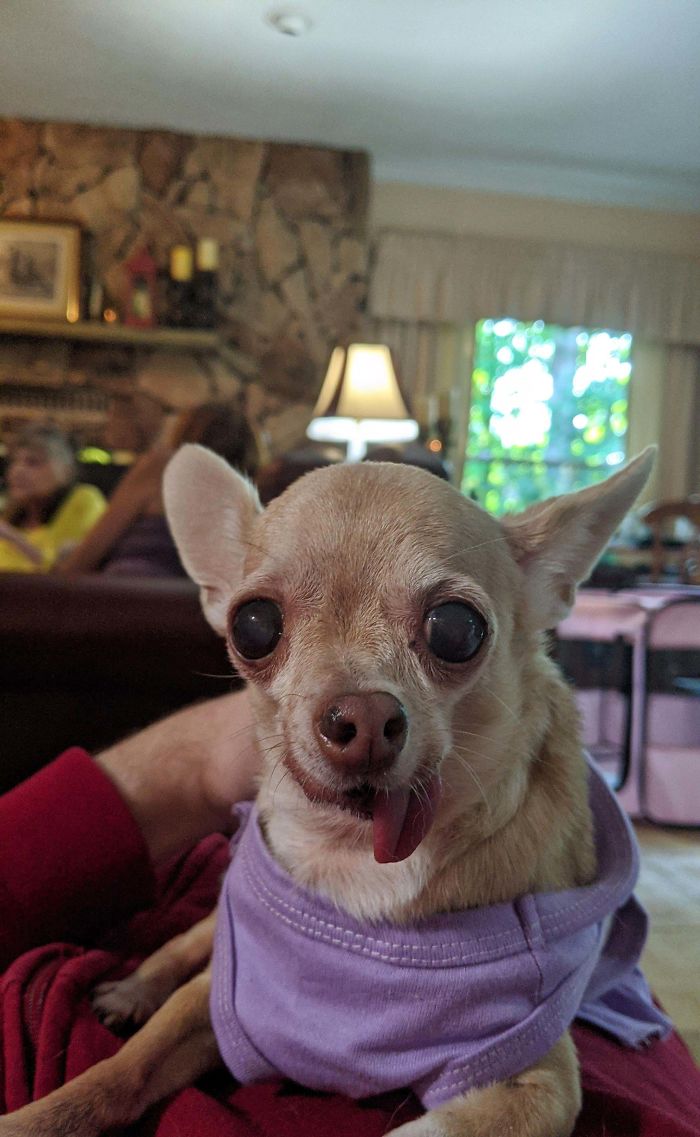 My Grandmother Adopted This 14 Year Old Angel That Howls At The Top Of Her Tiny Lungs And Wears Dresses Made From T-Shirt Sleeves