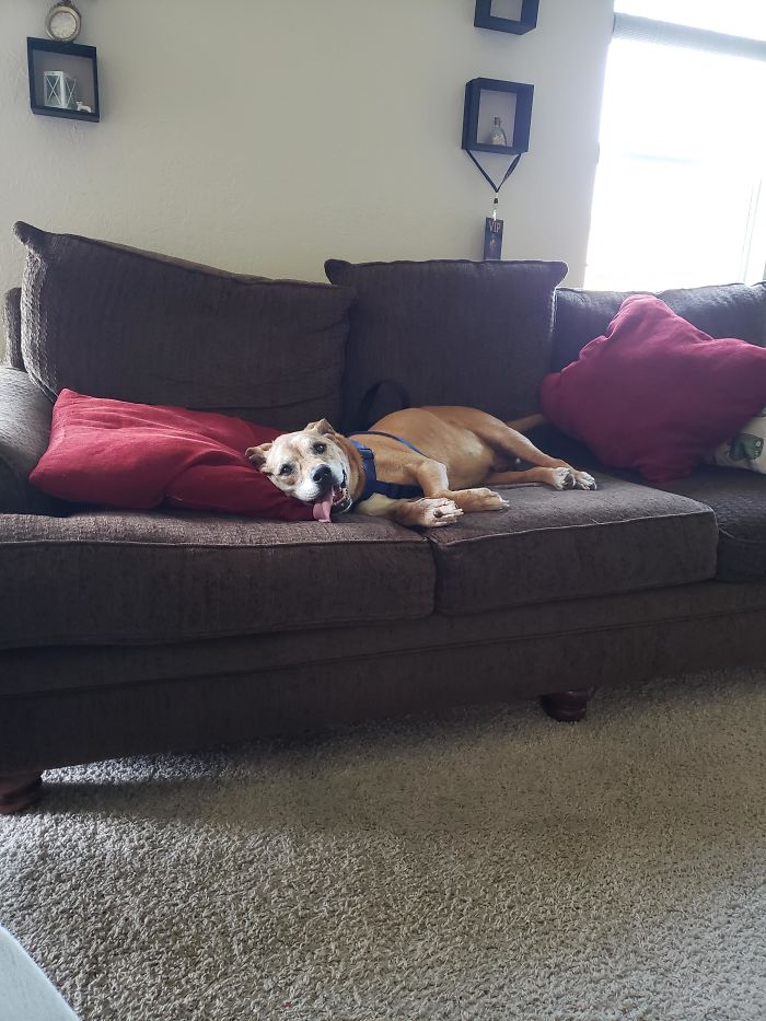 We're Adopting My Friend's Senior Dog Who's Not Allowed On Their Couch. I Think He's Going To Like Laying On Ours.