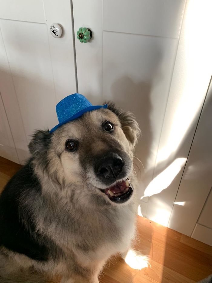 Mis padres han adoptado a Hoagie, de 14 años, y le han comprado un sombrero