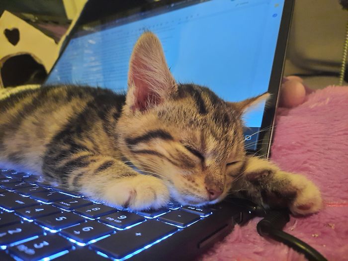 Just A Stray Kitten I Adopted Helping Me With Work.
