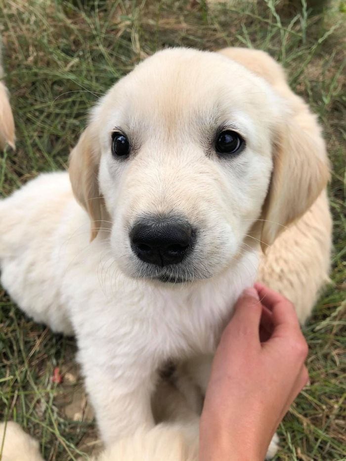 After 8 Years Waiting For A House With A Garden, We Can Finally Adopt Our First Dog. Reddit, Meet Rocket The Golden Retriever !