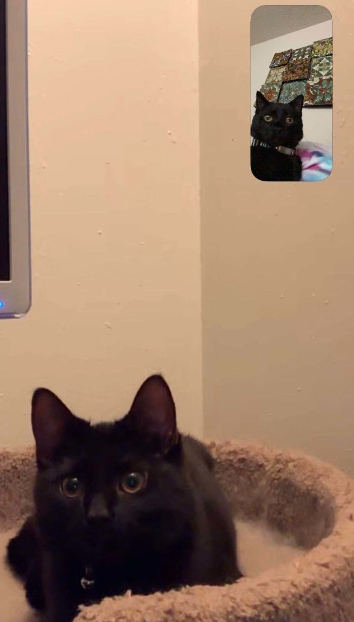 My Friend And I Both Adopted Kittens That Are Close In Age And Look Identical; Hers Is A Girl And Mine’s A Boy. We Facetimed With Them Once And It Was... Adorable.