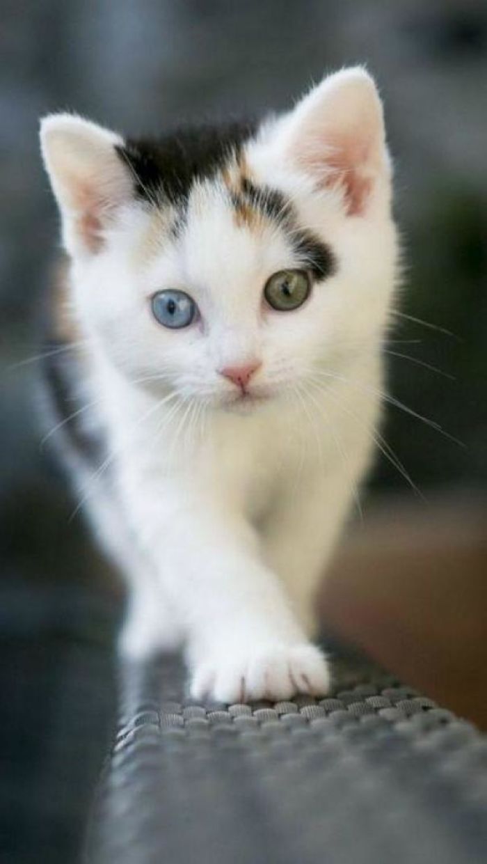 My New Calico Kitty, Kimba. I Adopted Her From The Humane Society.