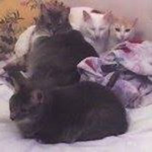 carolina_ragazzon avatar