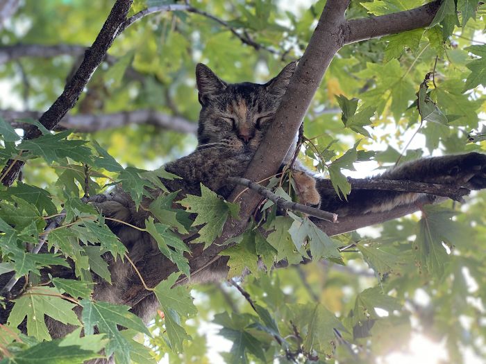 Sleeping-Cats-In-Trees