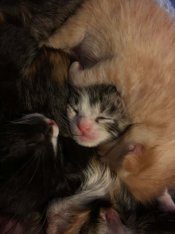 My Rescue Cat Just Had Six Kittens On My Six Month Sober Anniversary. I Am Taking This As A Sign That I Will Be Able To Do This.