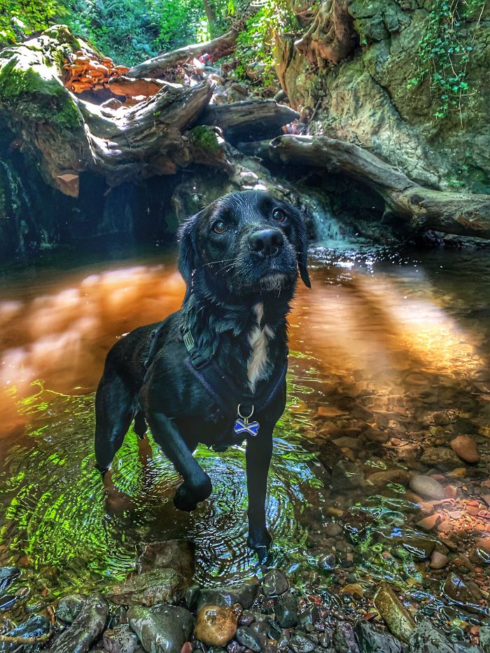 Juno, The Scottish Rescue Dog.