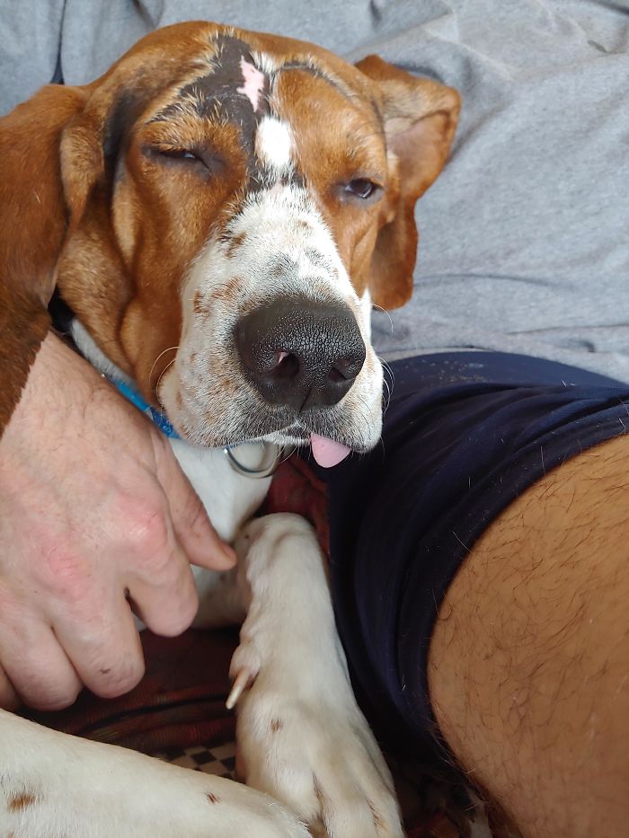 This Is Jethro! We Recently Rescued Him From Alabama, And He Is Very Good At Falling Asleep With His Tongue Hanging Out.