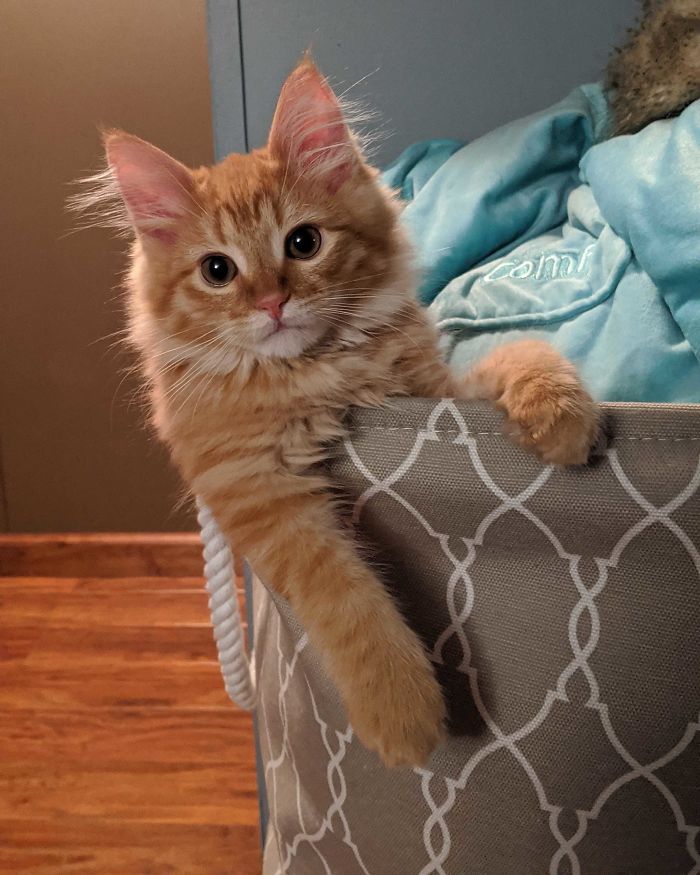 Biscuit Won A Contest For Cutest Kitten Hosted By A Local Rescue Group In My Town.