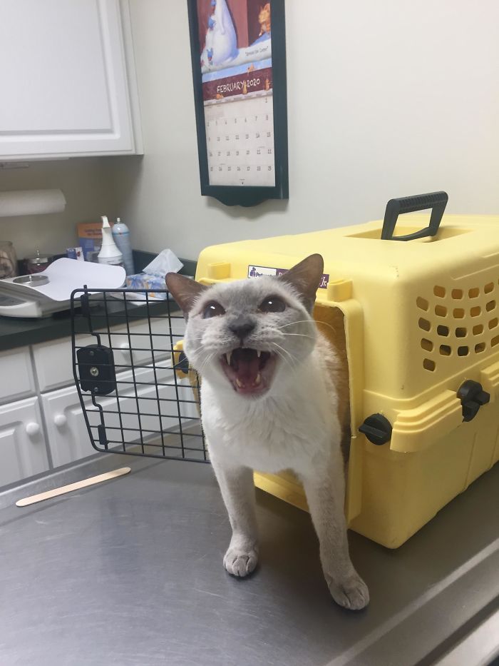 Big Mad He Is At The Vet