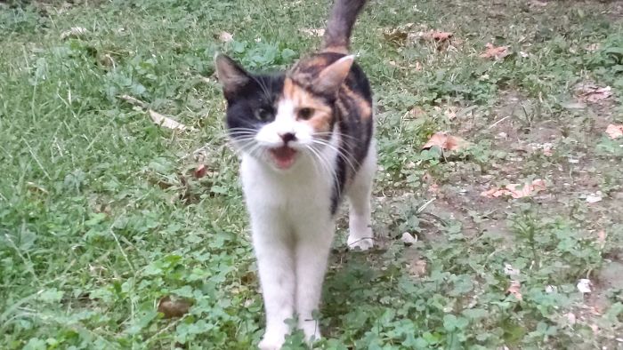Got Yelled At By This Calico On The Streets Of Beijing