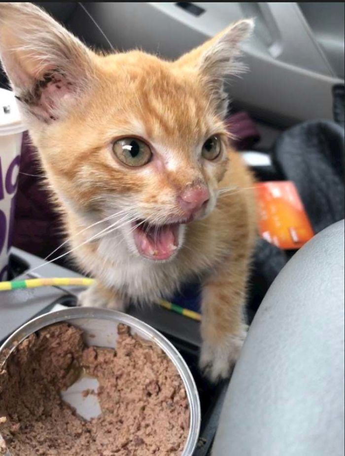 Found A Kitten In My Engine And He’s Got Sh*t To Say