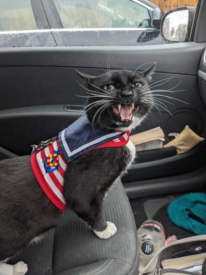 Arthur The Sailor Cat Doesn't Like My Driving...