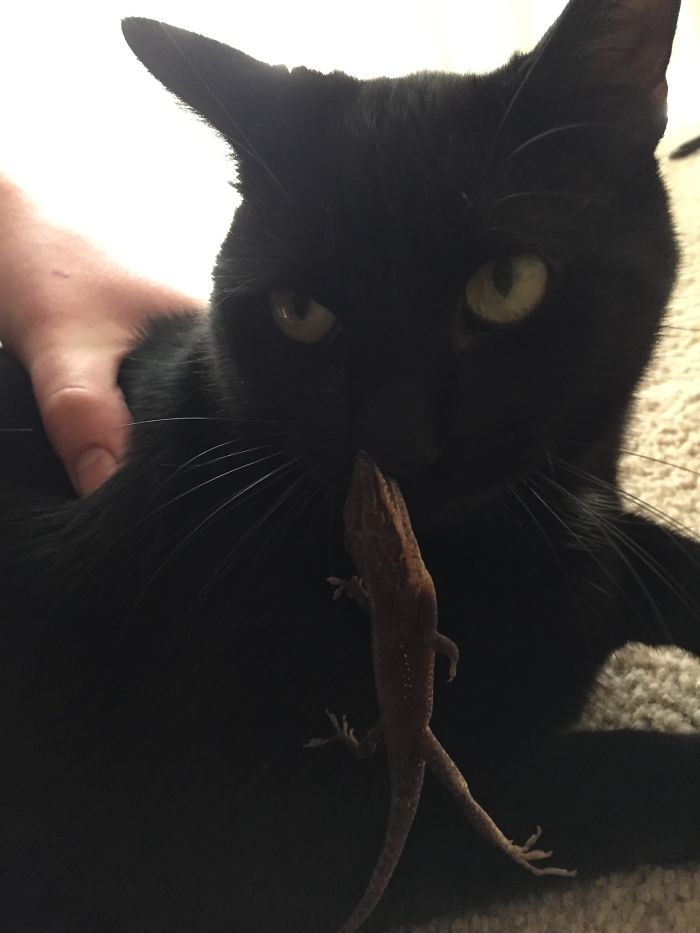 My Cat Tried To Eat A Lizard So The Lizard Tried To Eat Him Back