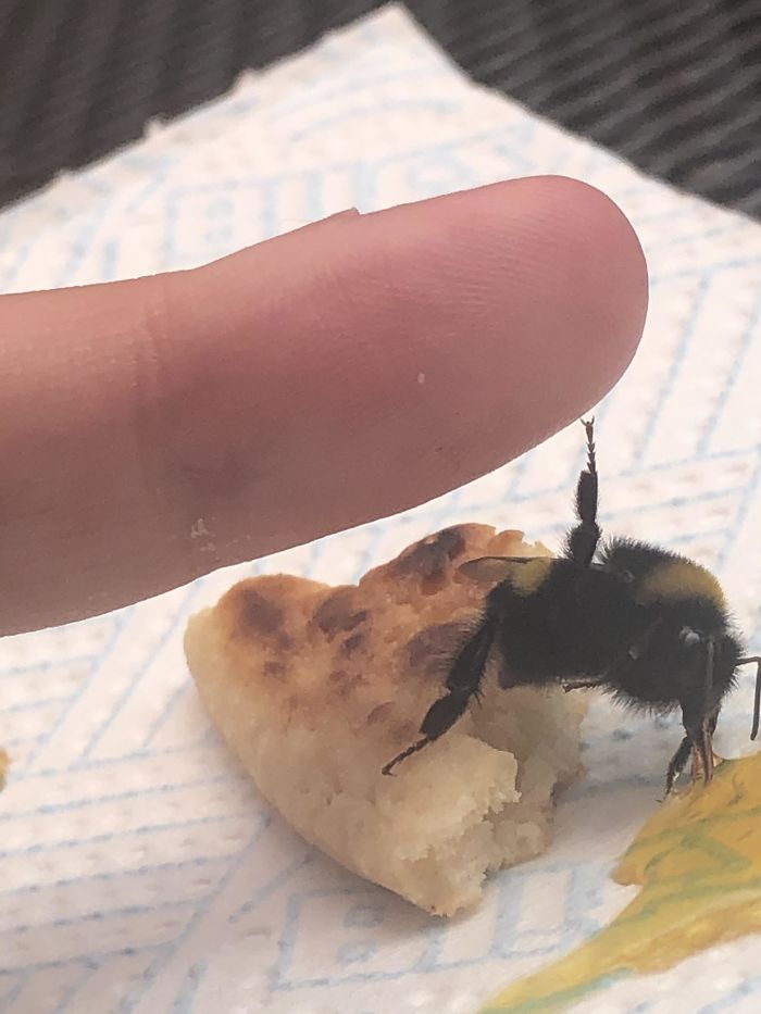 I Found A Bee Collapsed In The Sun So I Gave Him Some Of My Pancake And Some Sugar Syrup Now We Are High Fiving