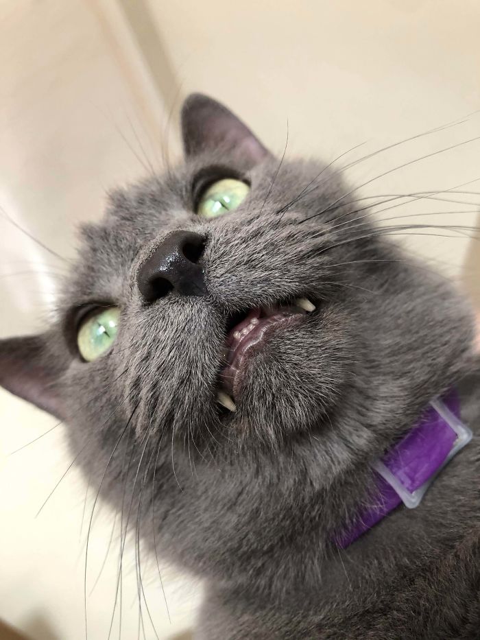 Adopted This Senior Boy Who Had Surgery To Remove Rotten Teeth From His Life As A Stray And Now He Always Looks Like An Adorable Little Vampire Derp With His Teefies Out!!