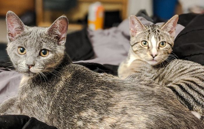 Last Week I Decided To Adopt A Kitten... There I Learned The Kitten I Was Adopting Had Been Found In The Woods Curled Up In A Log With Her Sister And They Had Been Inseparable Ever Since... Needless To Say I Ended Up Adopting 2 Kittens... Meet Ash And Ember...