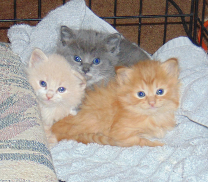 Here Is A Picture Of The 3 Kittens My Brothers And I Rescued To Put A Smile On Your Face