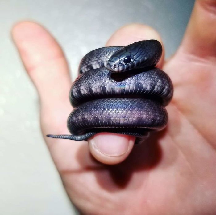 The First Mexican Black Kingsnake Hatched