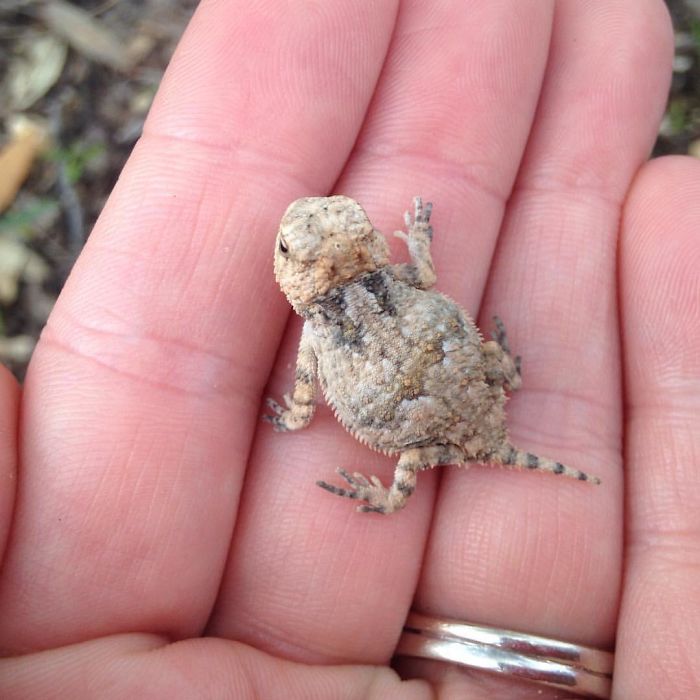 Baby Horny Toad