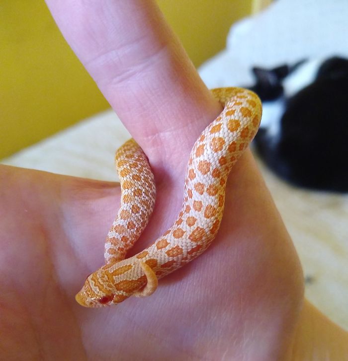 My Baby Hognose Snake On My Thumb